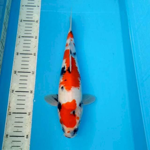 BKS ( SHOWA 32 CM )