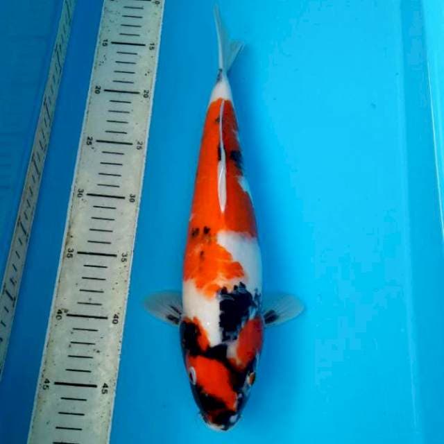 BKS ( SHOWA 34 CM )