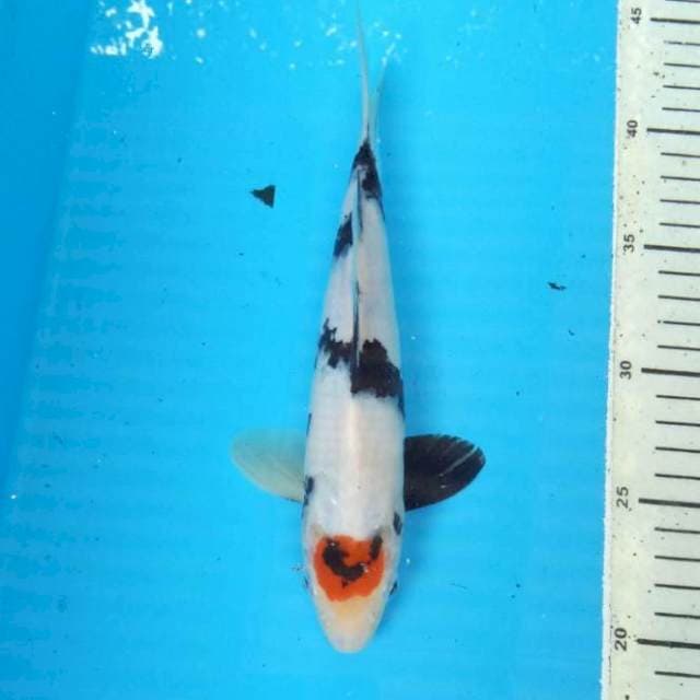 BKS ( TANCHO SHOWA 25 CM ) 