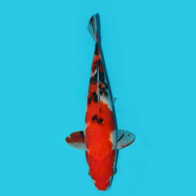 SANKE 26 CM