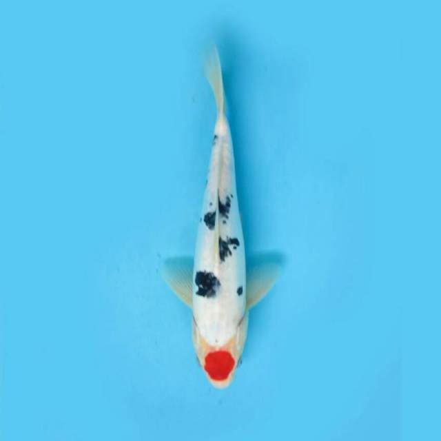 BKS ( tancho sanke 30 cm )