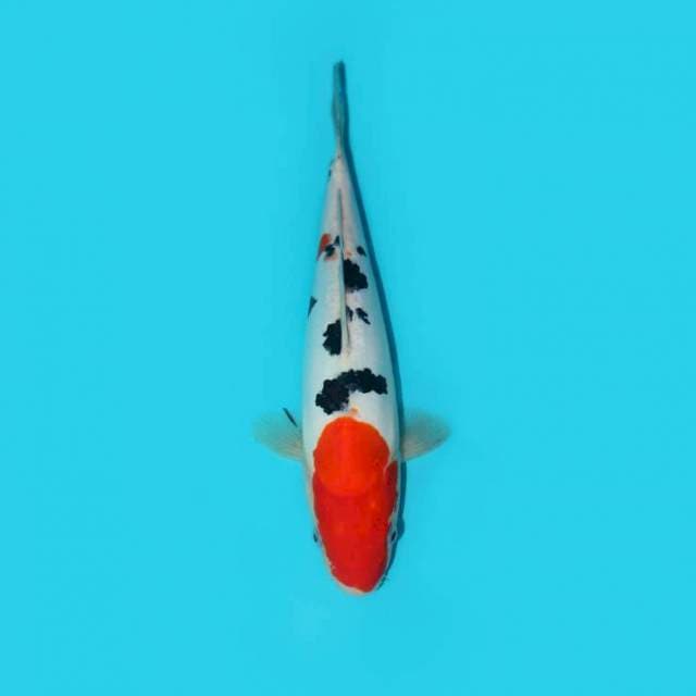 SANKE DOITSU 26 CM