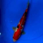 RED STRONG SANKE 35CM 