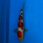 Original Taisho Sanke 35CM 
