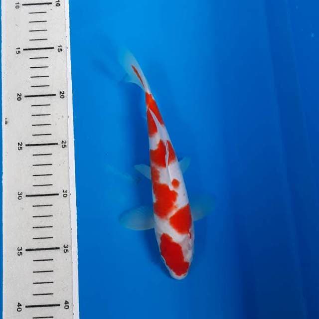 Kohaku Sakura