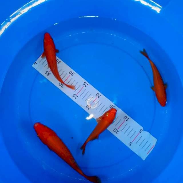 4 Mix soragoi