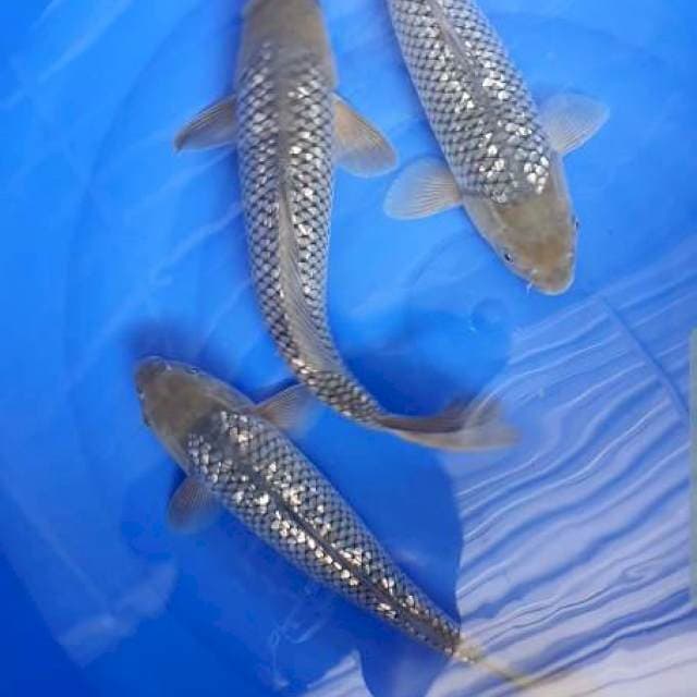 Soragoi ginrin 3 ekor.. 33cm, 35cm, 37cm