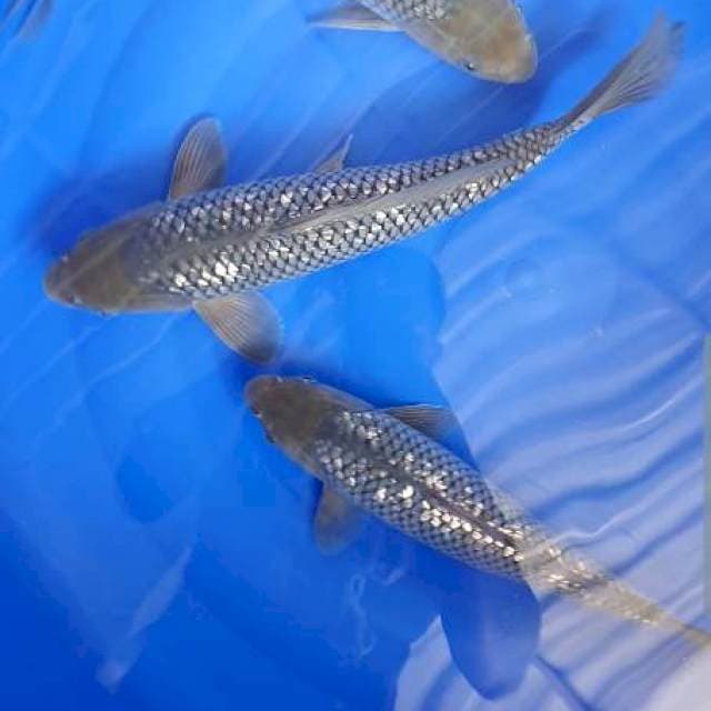 Soragoi ginrin 3 ekor.. 33cm, 35cm, 37cm