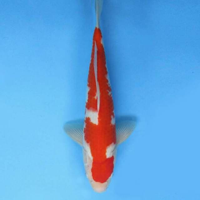 BKS ( kohaku 35 cm ) 
