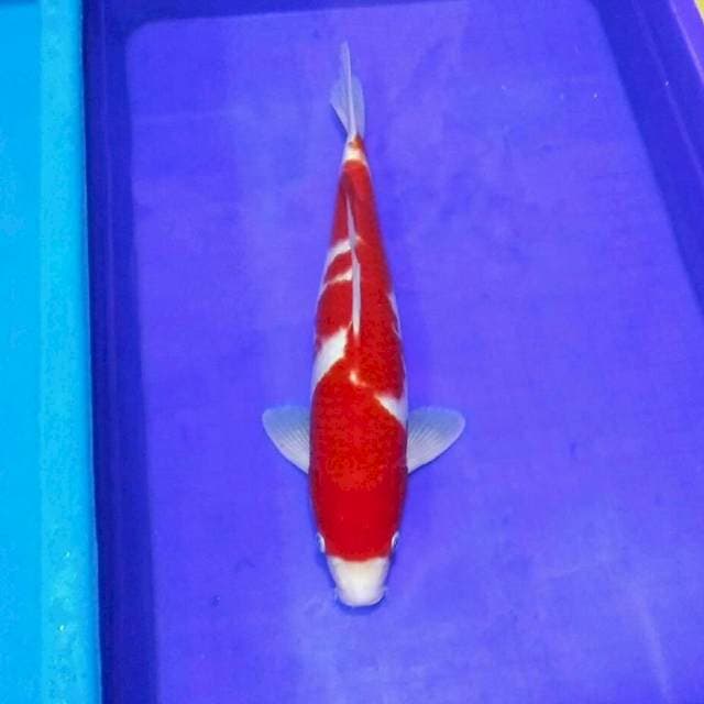 Kohaku merah merona male