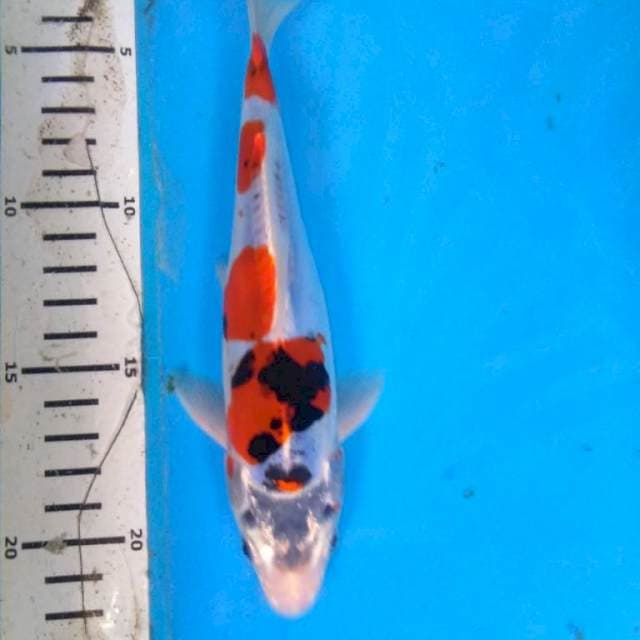 BENI KIKO