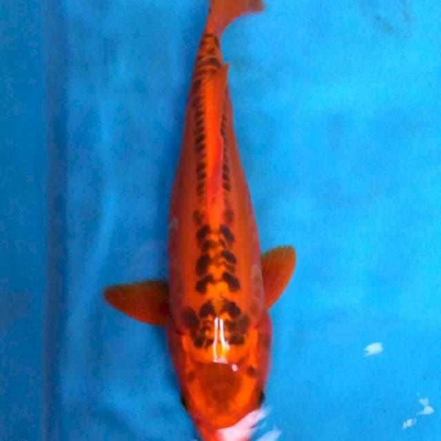 MIZUHO