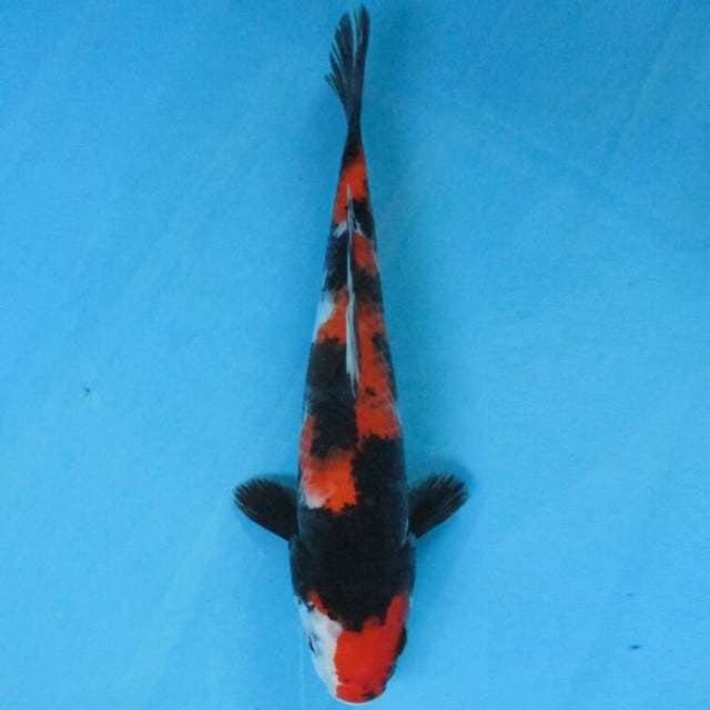 BKS ( Showa sanshoku good patern 29 cm )