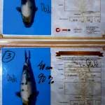 Dua ekor shiro omosako 60BU good growth