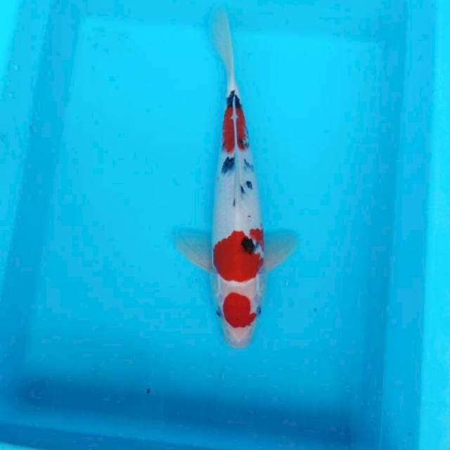 NJK - MARUTEN SANKE