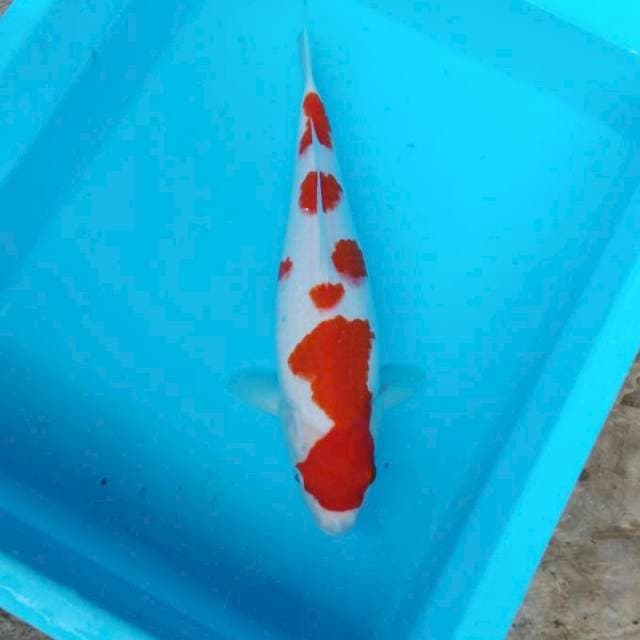 NJK - KOHAKU PATTERN TORPEDO
