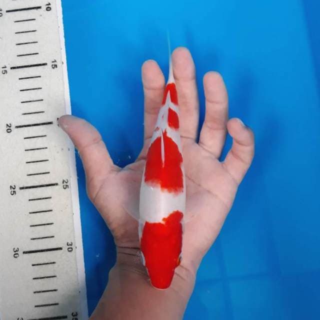 Yondan Kohaku