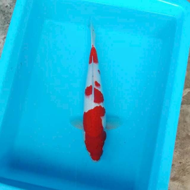 NJK - RED KOHAKU