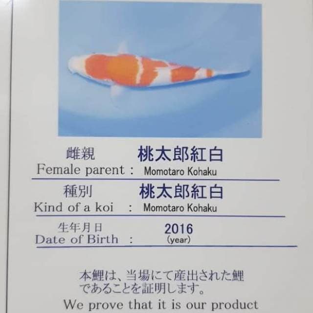 Kohaku momotaro