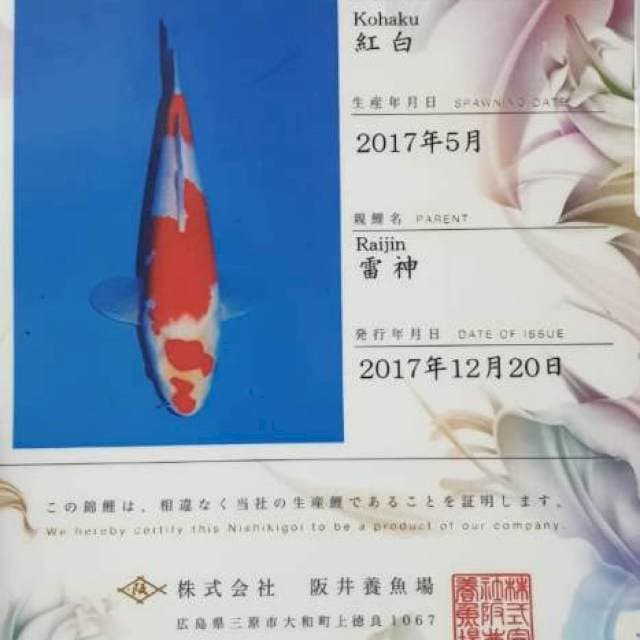 Kohaku sakai