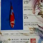 Kohaku sakai 