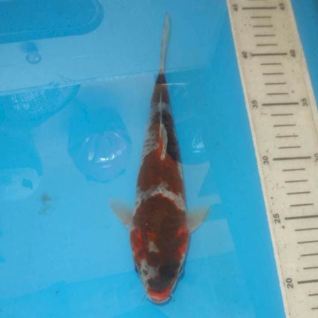 KOROMO GOSHIKI