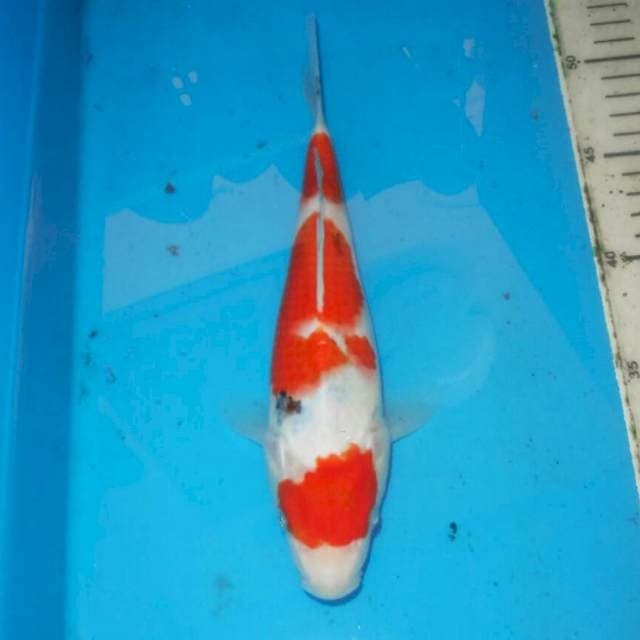 TATEGOI SANKE