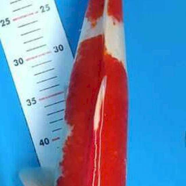 Kohaku