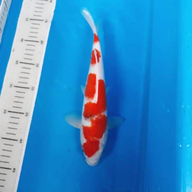 Goromo
