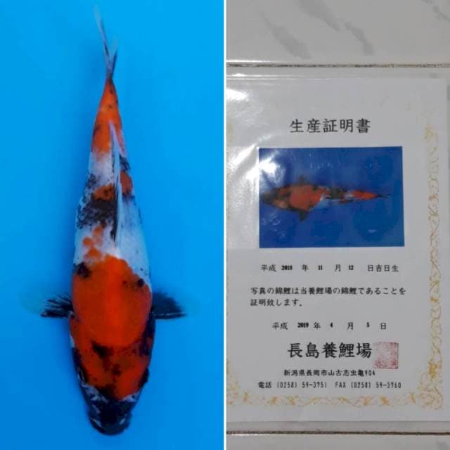 Showa tosai import sertifikat