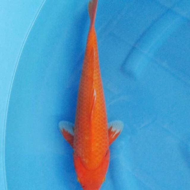 BKS ( aka hajiro 35 cm )