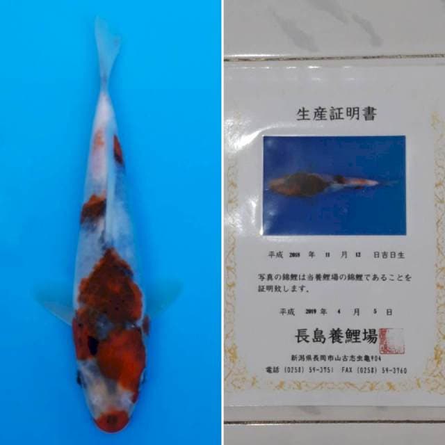 Showa goromo tosai import sertifikat