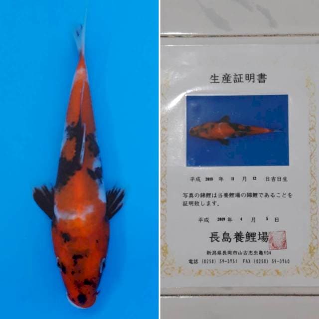 Showa tosai import sertifikat
