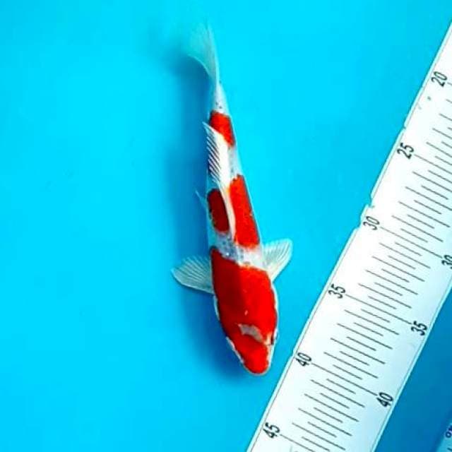 KUJAKU #26CM