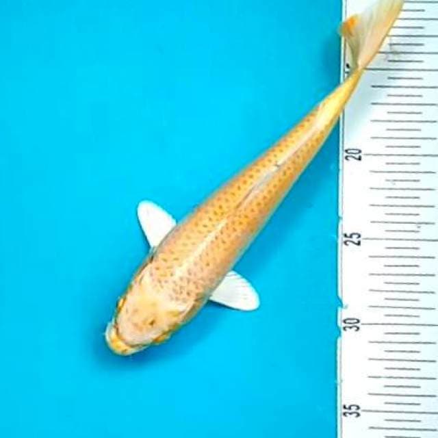 OGON #26CM