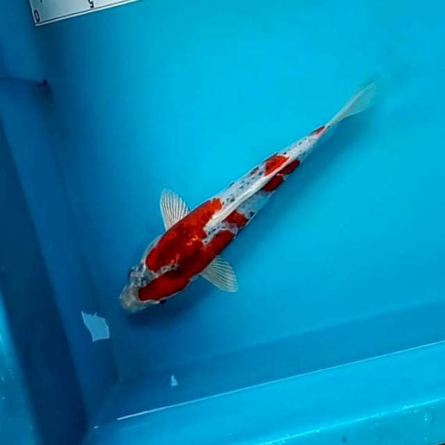 KUJAKU #26CM