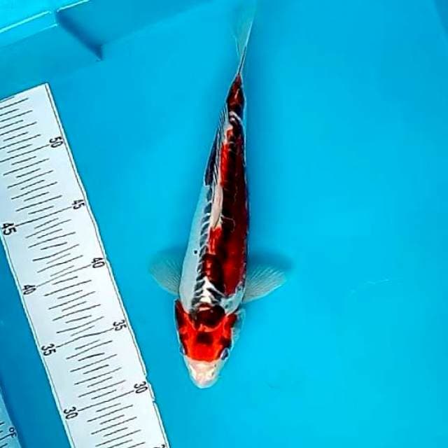 KUJAKU #30CM