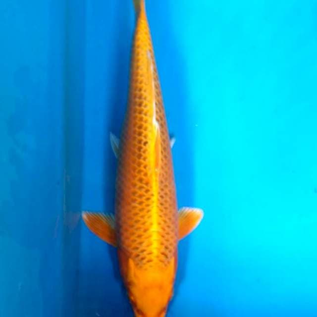 KIN MATSUBA