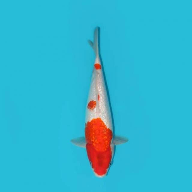 Showa Tategoi Ginrin Full 29 cm