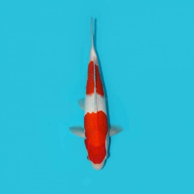 Kohaku 2 Step 31 cm