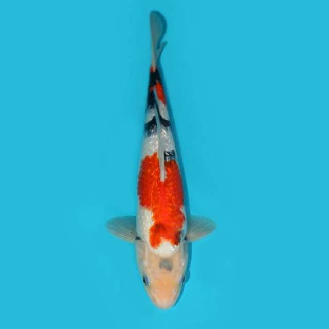 Sanke Ginrin 30 cm