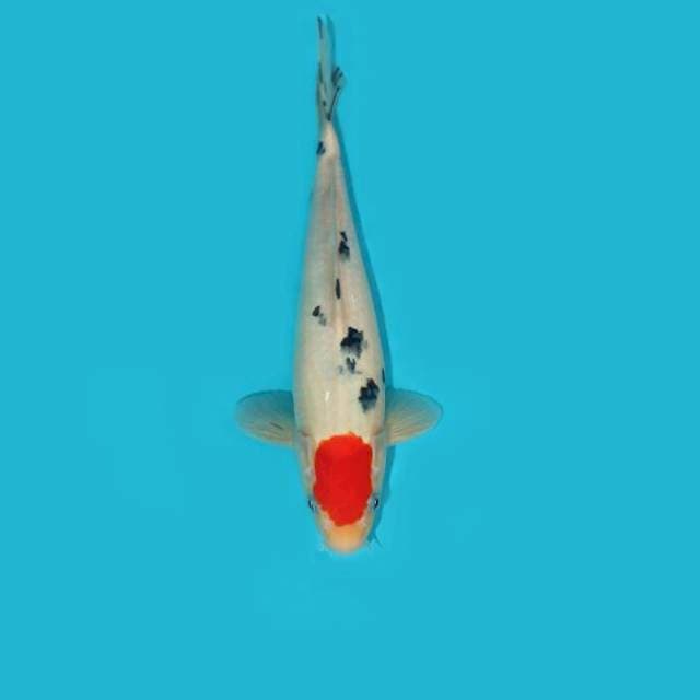 Tancho Sanke 27 cm