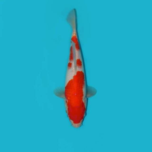 Kohaku 25 cm
