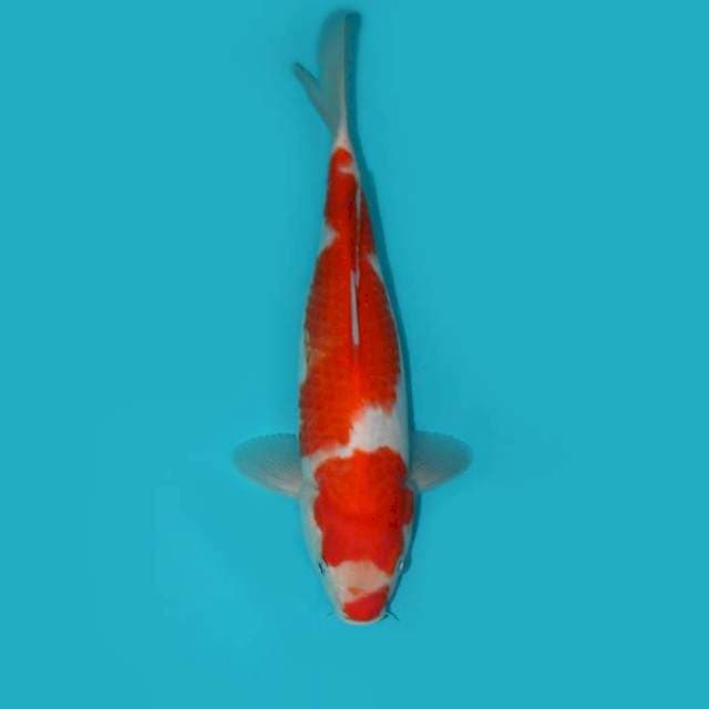 Kohaku Kuchibeni 25 cm