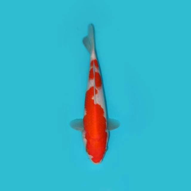 Kohaku 21cm