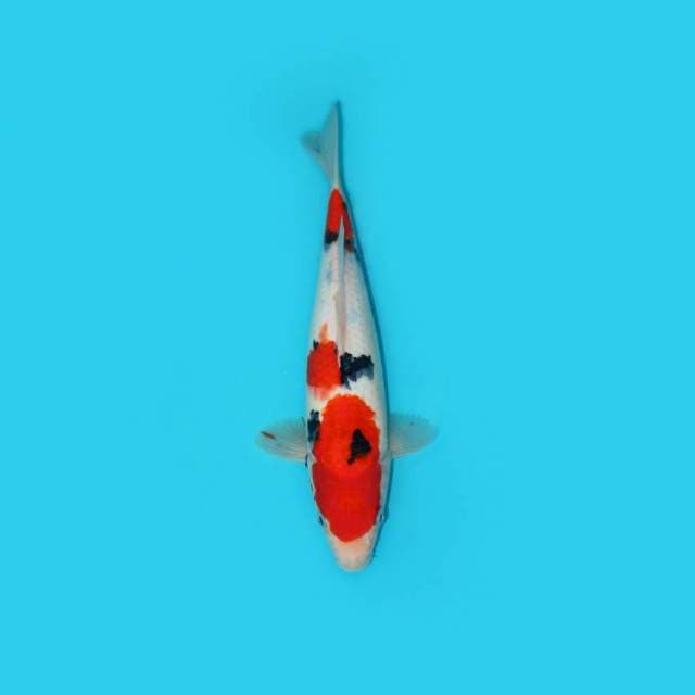 SANKE TATEGOI 27 CM