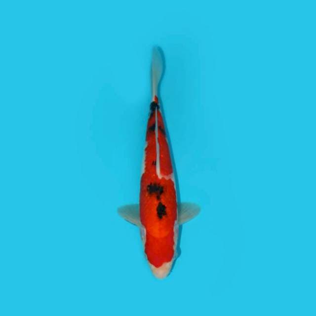 SANKE 25 CM