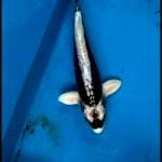 Kabuto black warrior antik, 31 cm