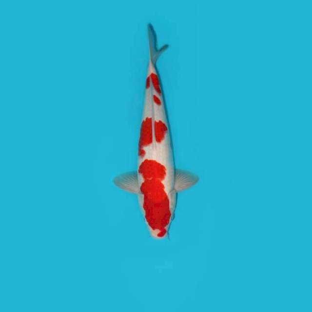 KOHAKU 32 CM