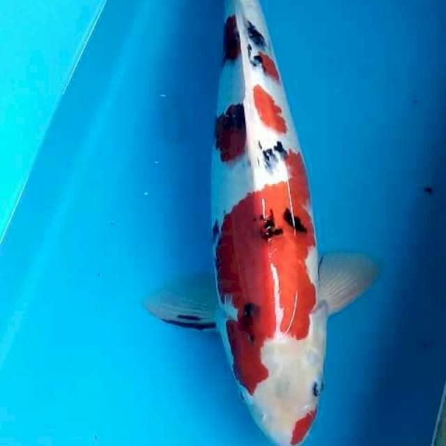 Jantan